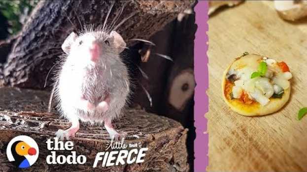 Video Microscopic Baby Mouse Grows Up And Eats Tiny Pizzas | The Dodo Little But Fierce en español