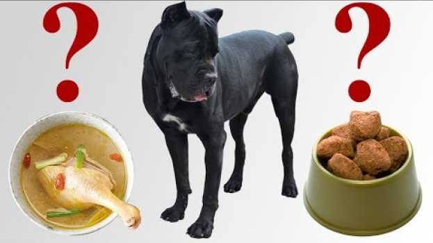 Video Чем мы кормим собаку Кане Корсо и что даем для шерсти. #canecorso #dogs #собаки   türkçe