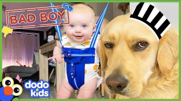 Video Can A Big Bad Dog Become the Best Big Brother? | Animal Videos For Kids | Dodo Kids em português