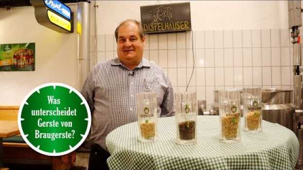 Video Was unterscheidet Gerste von Braugerste? | 1 Minute Bier mit Distelhäuser su italiano