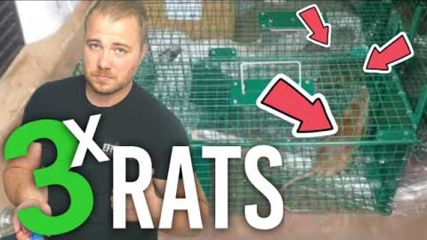 Video Comment attraper des RATS avec une cage ? en español