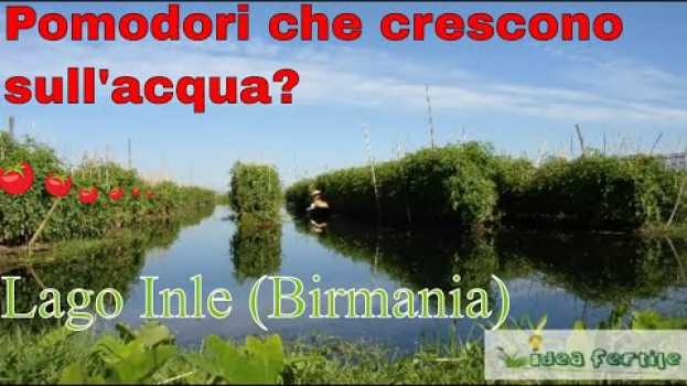 Video Idroponia naturale: gli orti galleggianti sul Lago Inle, in Birmania po polsku