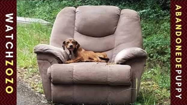 Video Abandoned puppy that refused to leave chair on the side of the road finds forever home en français