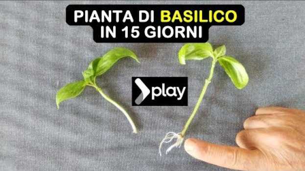Video PIANTA DI BASILICO IN 15 GIORNI moltiplicazione per talea semplicissima po polsku