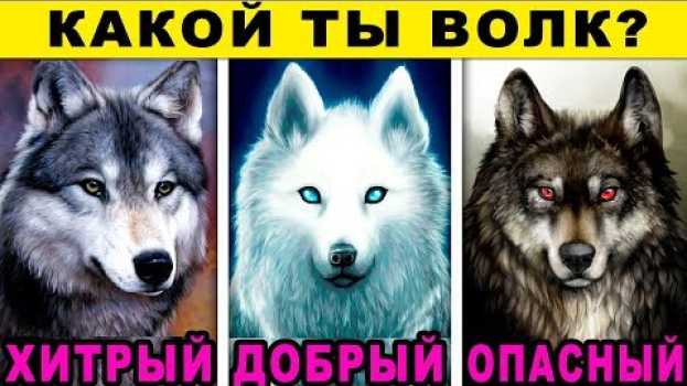 Video Тест! КАКОЙ ТЫ ВОЛК? Невероятный Тест на Характер! Узнай о себе правду! Точность 99% en español