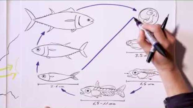Video Atlantic bluefin tuna: From a little egg to an ocean giant   türkçe
