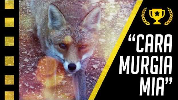 Video CARA MURGIA MIA - PARCO NAZIONALE DELL'ALTA MURGIA auf Deutsch