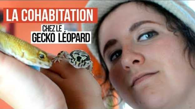Video COHABITATION - Les geckos léopard peuvent-ils devenir potos? auf Deutsch