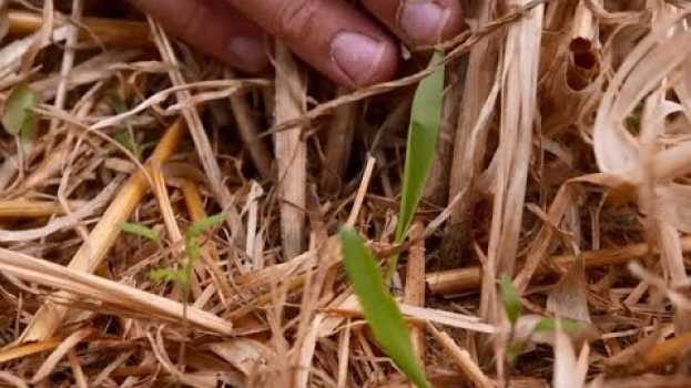 Video Implantation de couverts végétaux sous céréales avant moisson sur l’Arguenon (22)   türkçe