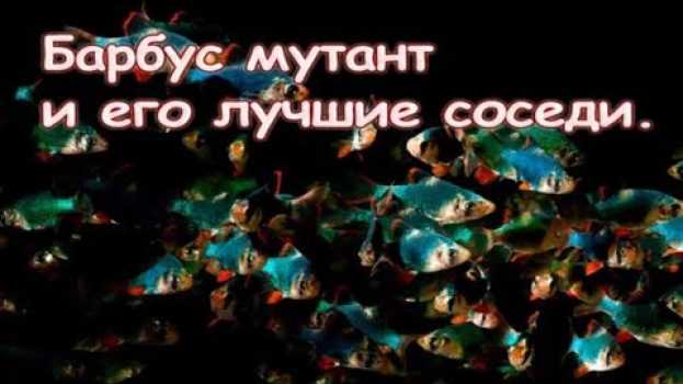 Video Барбус мутант он же барбус мшистый. Как содержать в аквариуме. auf Deutsch