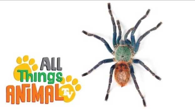 Video * SPIDER * | Animals For Kids | All Things Animal TV auf Deutsch