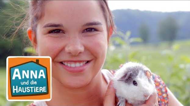 Video Meerschweinchen | Information für Kinder | Anna und die Haustiere po polsku