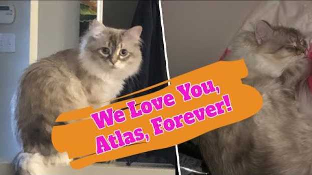 Video Atlas, You Are Not Alone, And We Love You Forever! em português