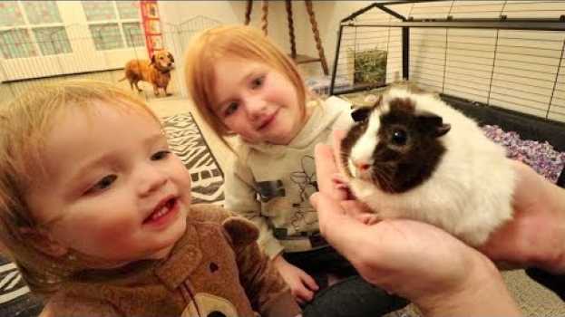 Video WE GOT ONE!!  Meet our new PET GUINEA PIG! First day home routine with Adley & Baby Niko! (Surprise) po polsku