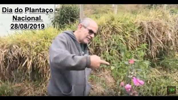 Video Dia nacional do plantaço!  Minha contribuição,  plantei um Manacá da Serra.  24.08.2019.  Vem ver! po polsku