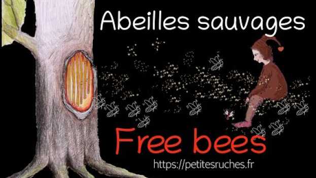 Video Les abeilles sauvages sont des pionnières ! auf Deutsch