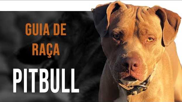 Video AMERICAN PITBULL TERRIER - Tudo sobre a raça en español