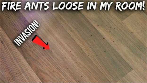 Video MY FIRE ANTS ESCAPED THEIR ANT FARM| What I Had to Do and Why auf Deutsch