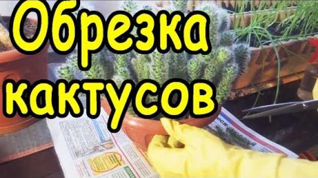 Video Обрезка кактуса и уход за цветами em português