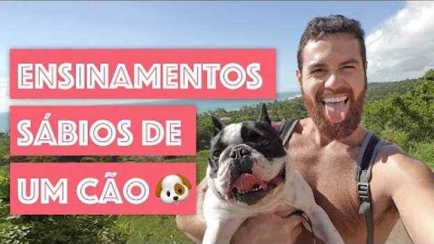 Видео ENSINAMENTOS SÁBIOS DE UM CÃO ? на русском