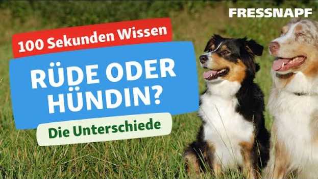Video Rüde oder Hündin? Wie sich die Geschlechter bei Hunden unterscheiden em português