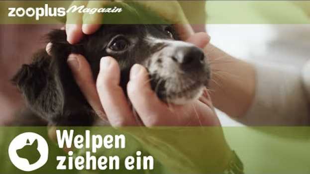 Video Welpe zieht ein: Tipps & Tricks zur Erstausstattung, Welpenerziehung & Fütterung | zooplus.de in English