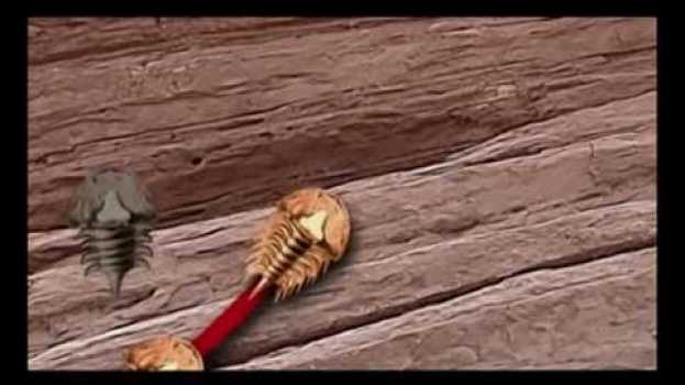 Video According to Darwin, what should we find in the fossil record? auf Deutsch