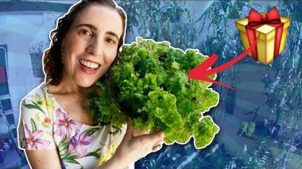 Video 🎁 GANHEI UMA AVENCA REPOLHUDA DE UMA FÃ! | Nô Figueiredo en español