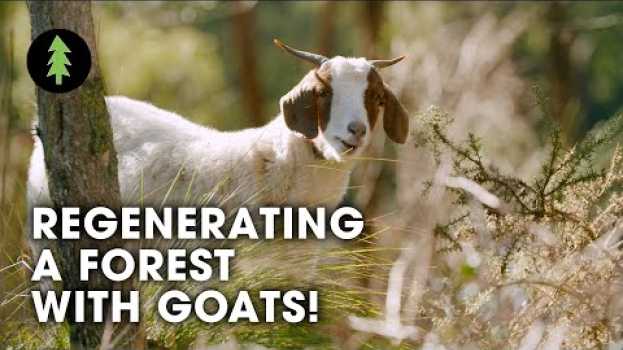 Video How Goats are Regenerating a Forest and Protecting this Town from Bushfire em português
