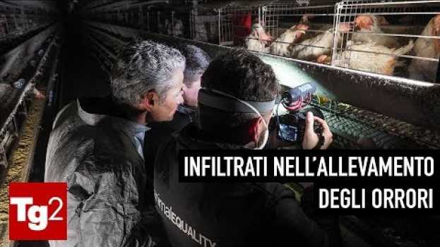 Video NUOVA INCHIESTA IN COLLABORAZIONE CON IL TG2 - Una vita in gabbia en français