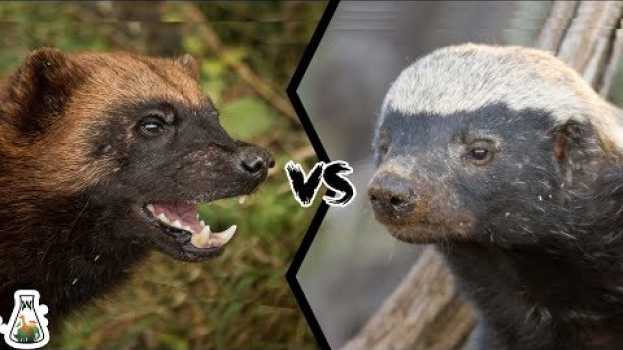 Video WOLVERINE VS HONEY BADGER - Who Would Win?   türkçe