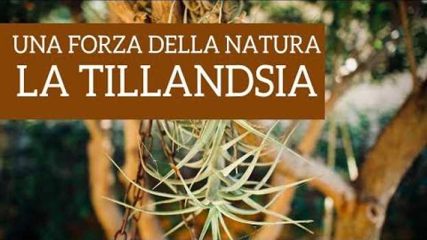 Video Una vera forza della natura, la Tillandsia! auf Deutsch