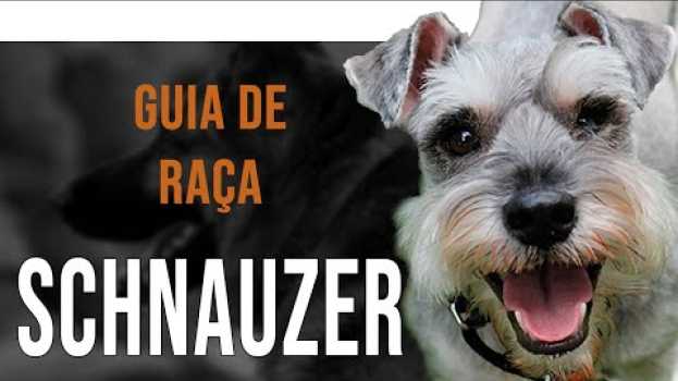 Видео SCHNAUZER - Tudo sobre a raça на русском