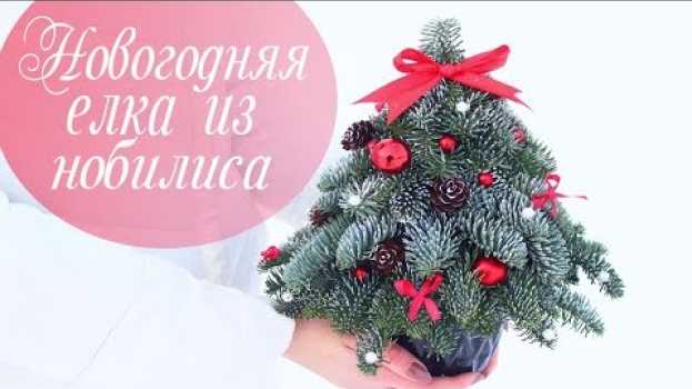 Video Как сделать елку своими руками из веточки НОБИЛИС на НОВЫЙ ГОД. ПРОСТОЙ СПОСОБ!!! en español