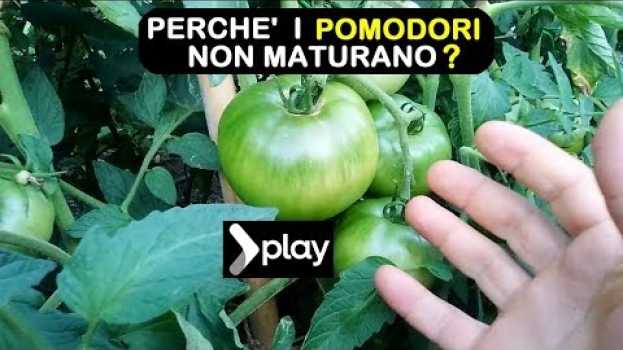 Video PERCHE' I POMODORI NON MATURANO in English