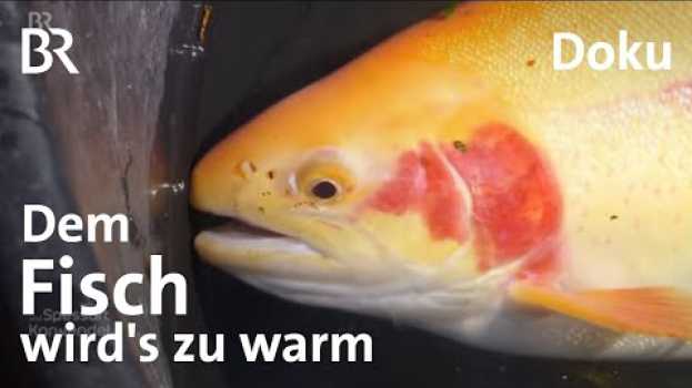 Video Ein Fisch-Züchter trotzt Hitze und Trockenheit: Klimawandel, Forellen und Saiblinge | Doku | BR po polsku