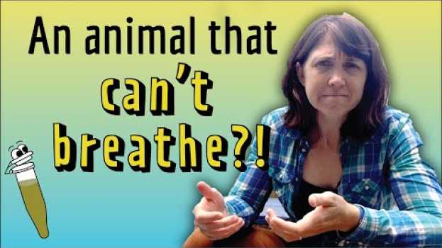 Video The only animal that lacks mitochondrial DNA! - A 2020 Cool Paper auf Deutsch