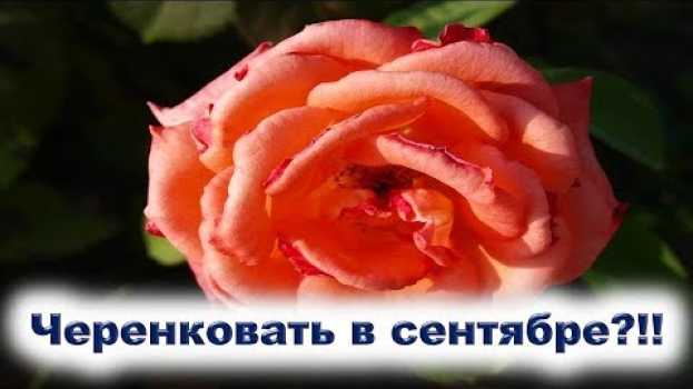 Video Можно ли нарезать и укоренять черенки роз в сентябре 2019 года? Лучшие дни для укоренения черен... auf Deutsch