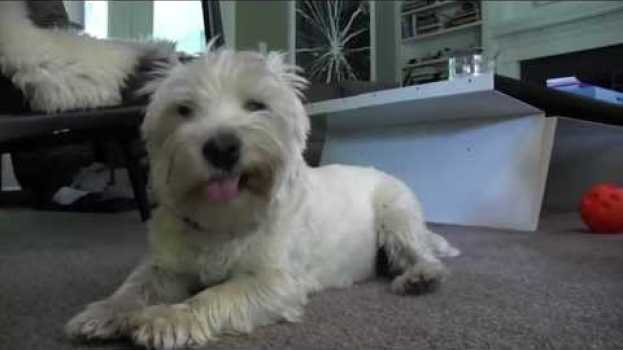 Video Puppies, Pegasi, and TFiOS Casting: It's Question Tuesday auf Deutsch