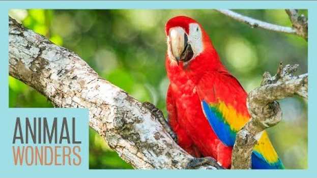 Video How Animals and Trees Help Each Other | Team Trees   türkçe