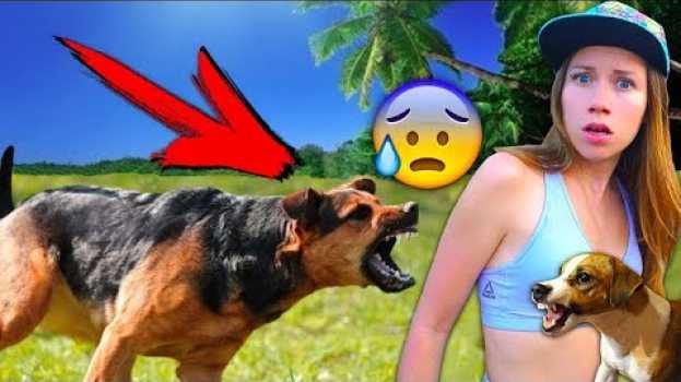 Video БЕЗДОМНАЯ СОБАКА НАПАЛА Когда мы шли в Заброшенный Отель | Elli Di Pets in English