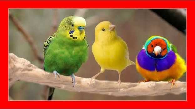 Video 😱 SI TIENES PAJAROS DEBES VER ESTO 🐦 POSADEROS PARA PAJAROS   türkçe