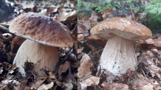 Video Bellissimi funghi porcini "top" raccolti nel Parco dei Cento Laghi auf Deutsch
