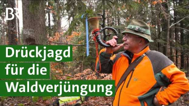 Video Für nachhaltige Waldverjüngung: Mit Drückjagd gegen zu viel Rehwild | Jagd Doku | Unser Land | BR   türkçe