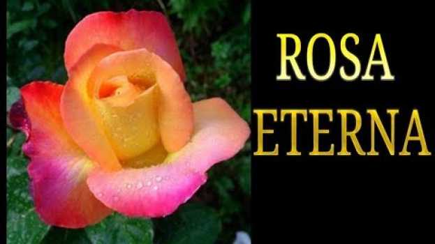 Video rosa stabilizzata, come si realizza una rosa stabilizzata procedimento, Fiori secchi, conservare en español