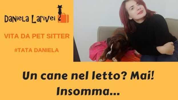 Video Cani che dormono nel letto (il mio) - Vita da pet sitter em português