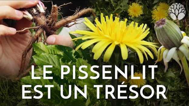Video Le pissenlit est un trésor ! su italiano