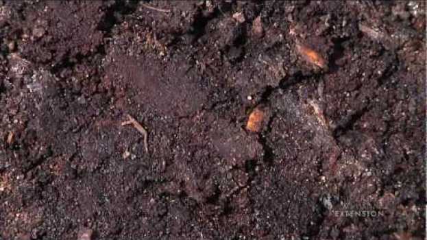 Video Decomposition! Without it we'd be buried under piles of biomass. su italiano
