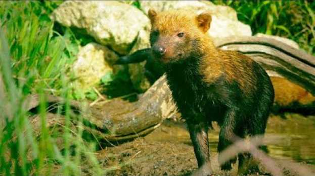 Video Why Bush Dogs Are So Different From Other Dogs po polsku