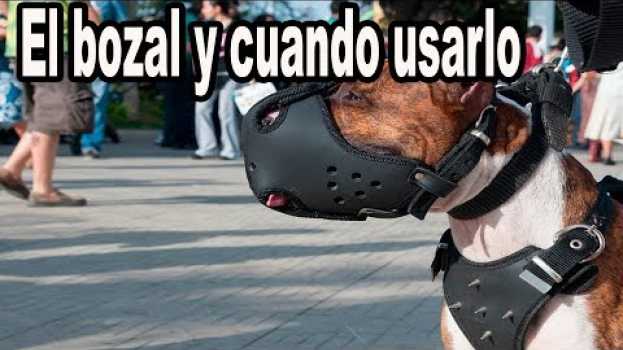 Video Cuando es Obligatorio el Uso del Bozal in English